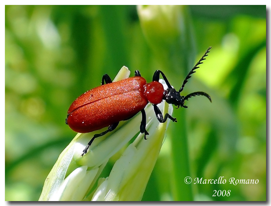 Pyrochroa serraticornis kiesenwetteri (Pyrochroidae)